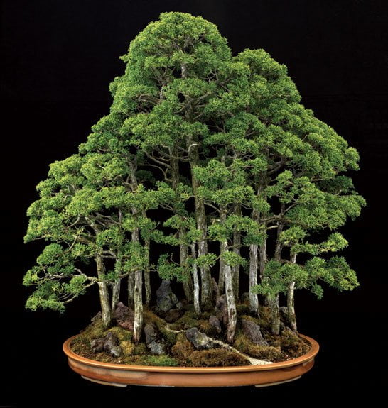 bonsai 2