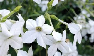 Nicotiana