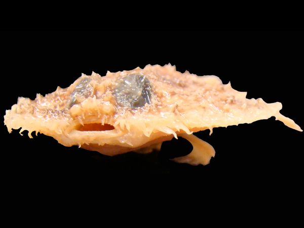 pancake batfish