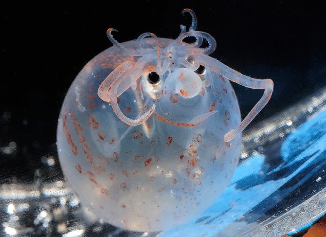 piglet squid