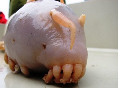 Funny-Sea-Pig_