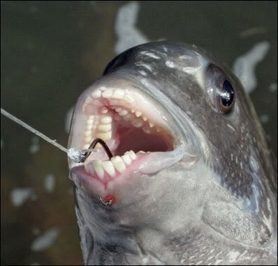 Sheepshead Fish