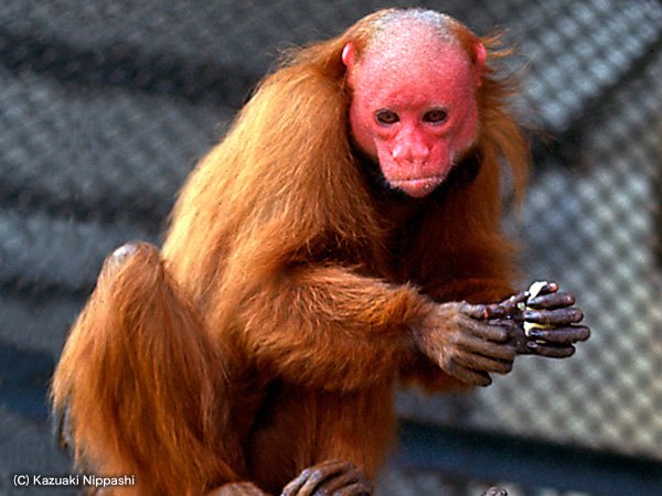 Bald Uakari