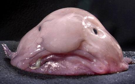 blobfish_1565953c