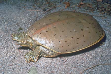 softshell turtle