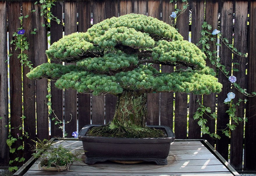 Bonsai Tree
