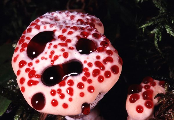 the devil's tooth fungus