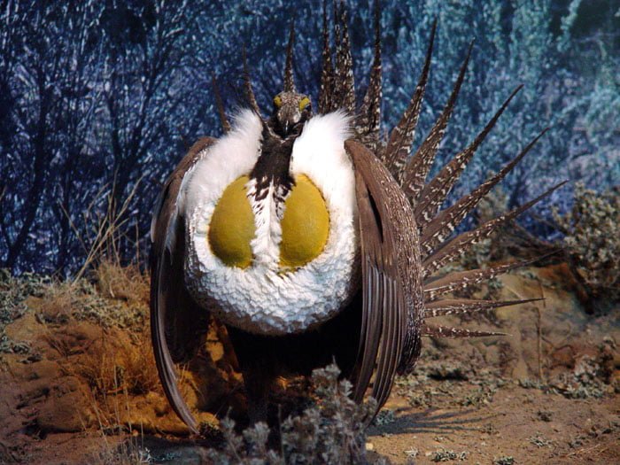 sage grouse