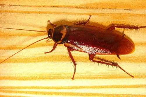 cockroaches