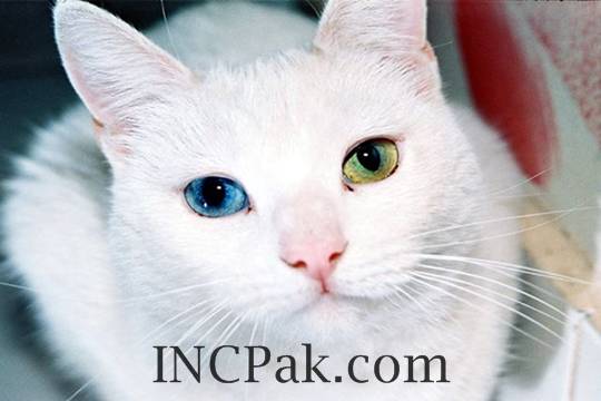 heterochromia iridis