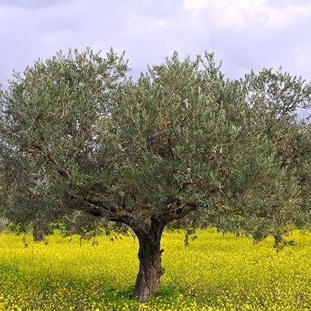 Olive Tree