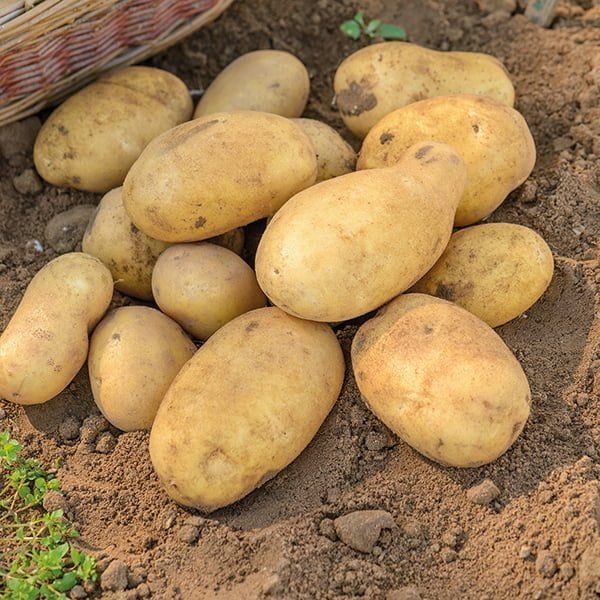 Potatos