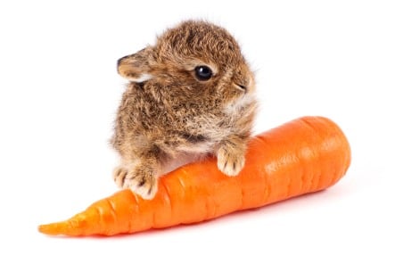 carrot