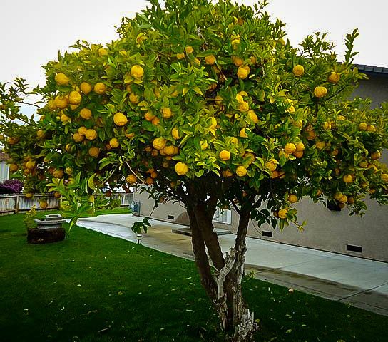 Lemon Tree