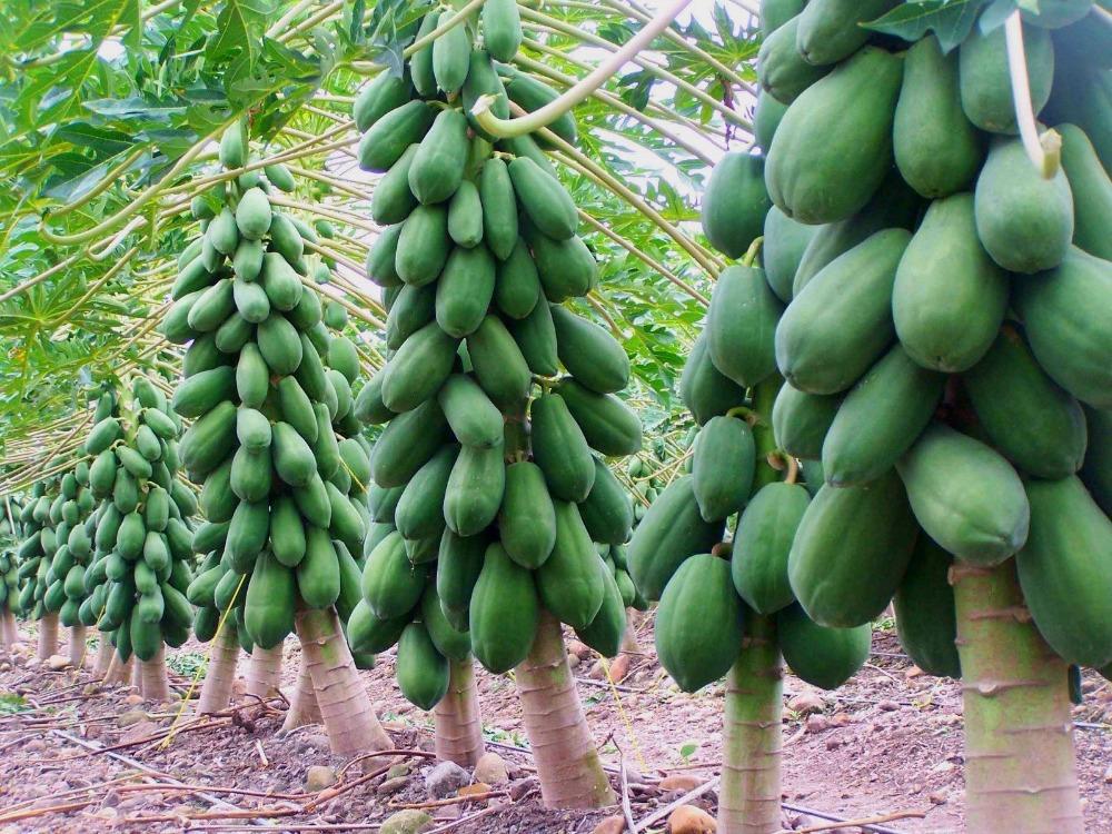 Papaya Tree