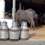 Milk Shortage