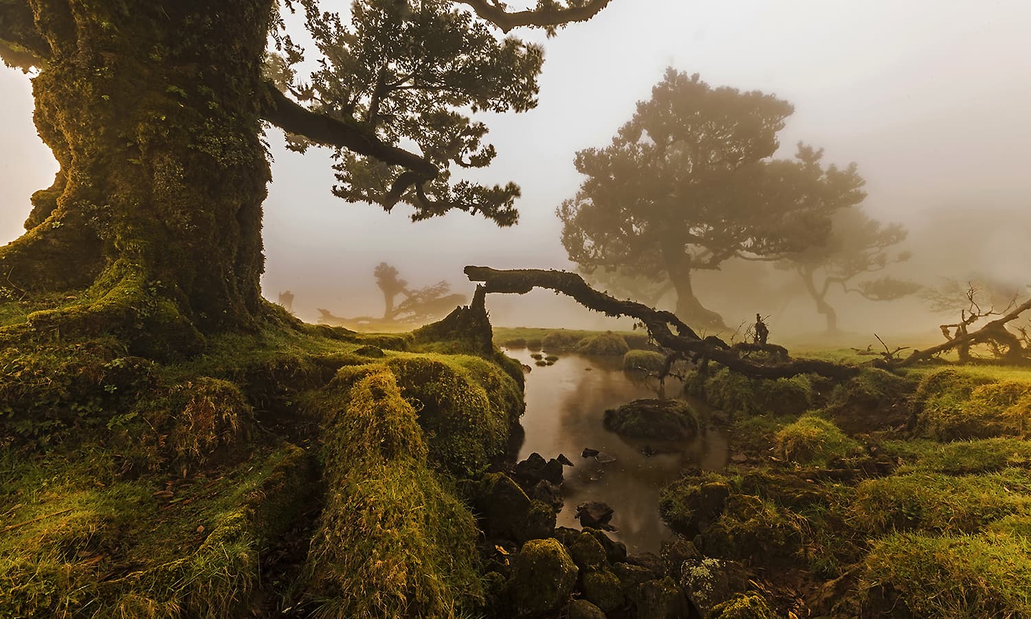 a view of the Laurisilva (laurel forest) of Madeira, Portugal. — Photo by Jnvalves