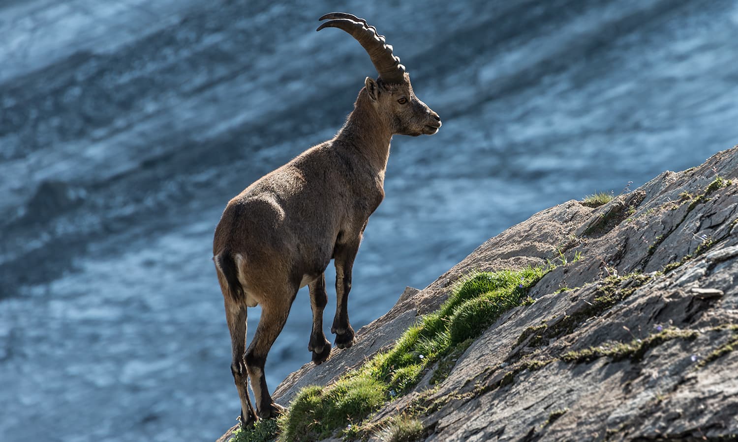 The Alpine ibex (Capra ibex), or Steinbock, is a species of wild goat that lives in the Alps. The males carry large, curved horns. This Steinbock lives next to the Pasterze glacier in the Austrian National Park "Hohe Tauern" in Carinthia. In the evening, when the tourists leave the region, the shy animals are sometimes seen closer to the hiking trails than usual.