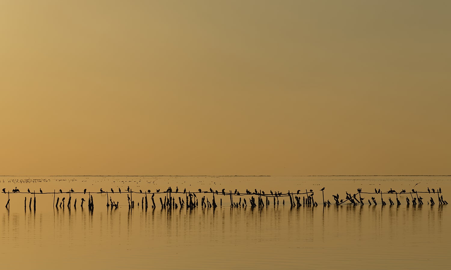 cormorants at dusk on the pond of Vaccarès, France. — Photo by Ddeveze,