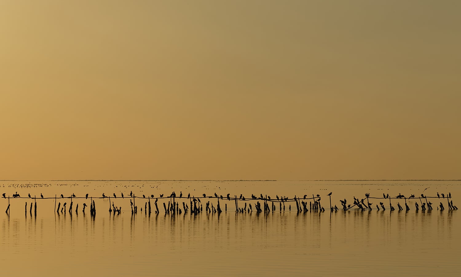 cormorants at dusk on the pond of Vaccarès, France. — Photo by Ddeveze,