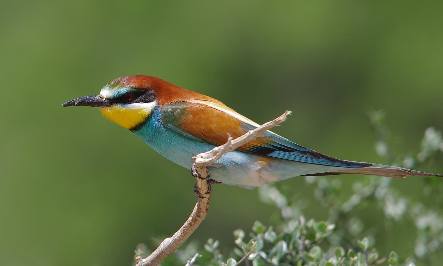  A European bee-eater (Merops apiaster) in Ichkeul National Park, Tunisia. — Photo by Elgollimoh