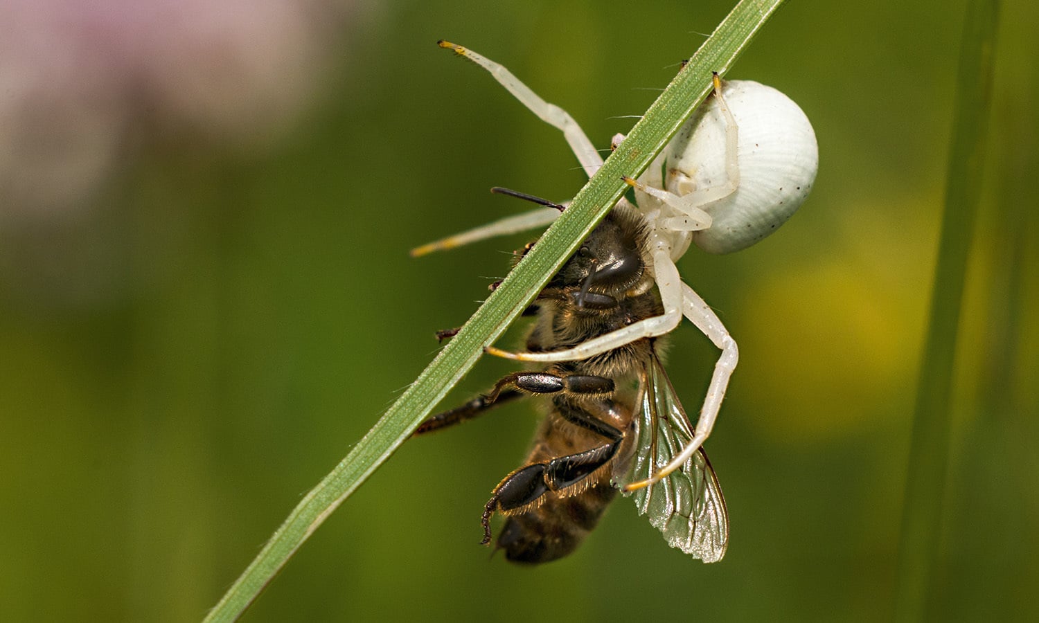  A spider (Misumena vatia) with a freshly killed bee in the Bratental nature reserve, near Göttingen, Lower Saxony, Germany. — Photo by Suhaknoke
