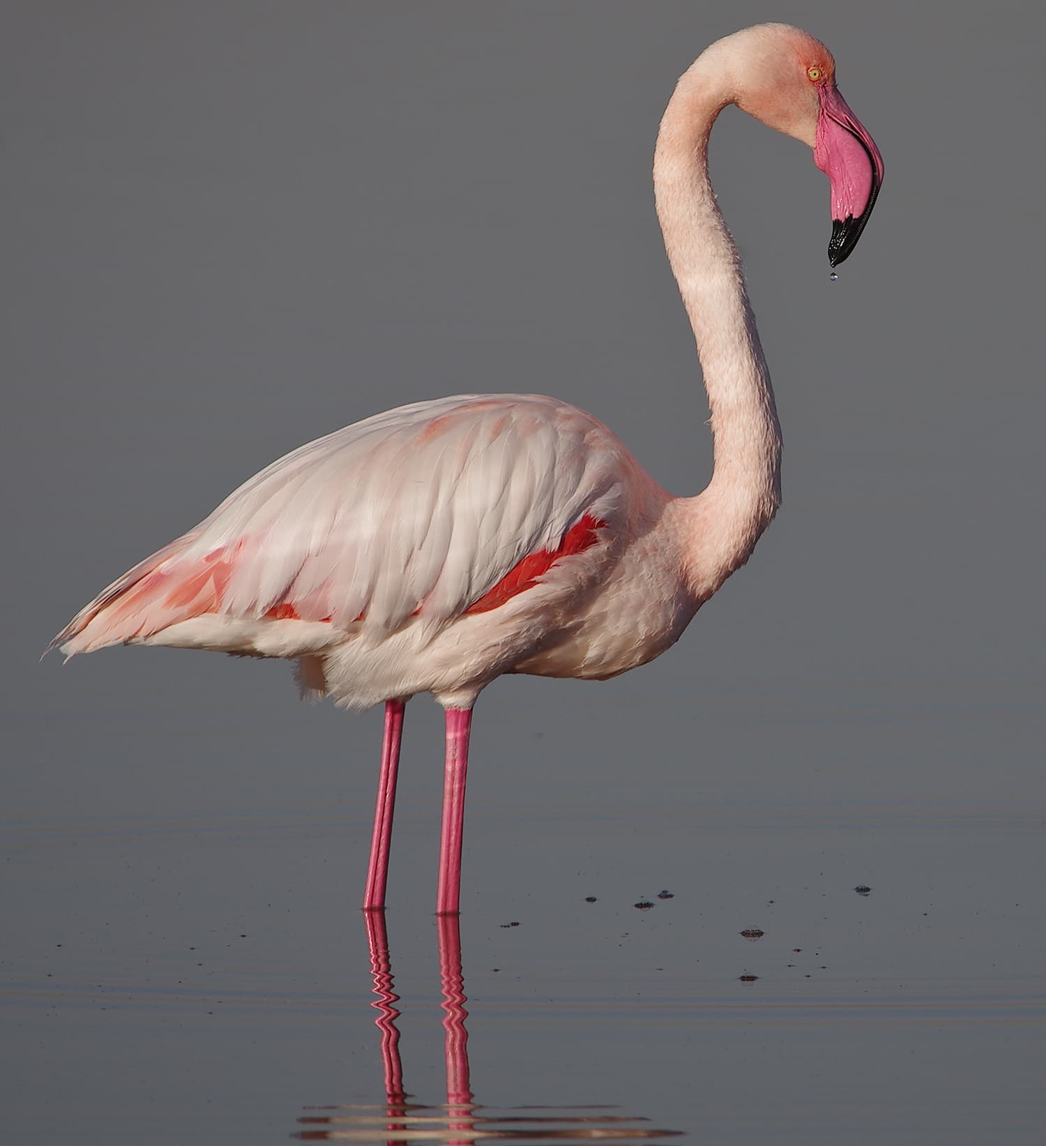 Greater flamingo (Phoenicopterus roseus), Salines de Thyna Ramsar site, Tunisia. — Photo by Elgollimoh