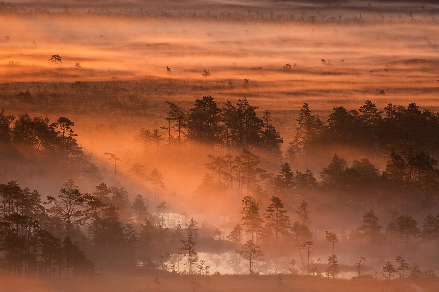 Morning in Tolkuse bog, Luitemaa Nature Conservation Area, Pärnu County, Estonia. — Photo by Märt Kose