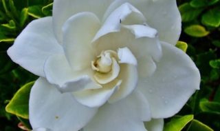 Gardenia