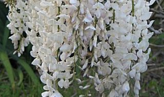 Japanese Wisteria