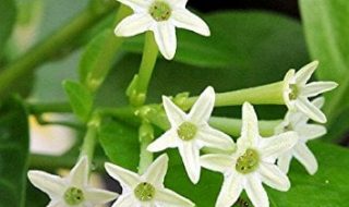 Night Blooming Jasmine