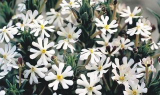 Night Phlox