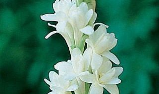 Tuberose