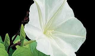 Moon Flower