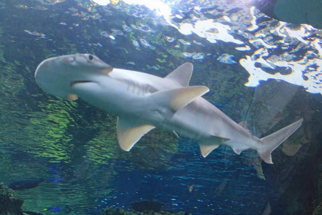 Bonnethead sharks