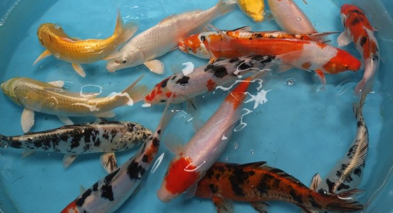 World’s Most Expensive Koi Carp Fish Sold for 1.4million Pounds - INCPak