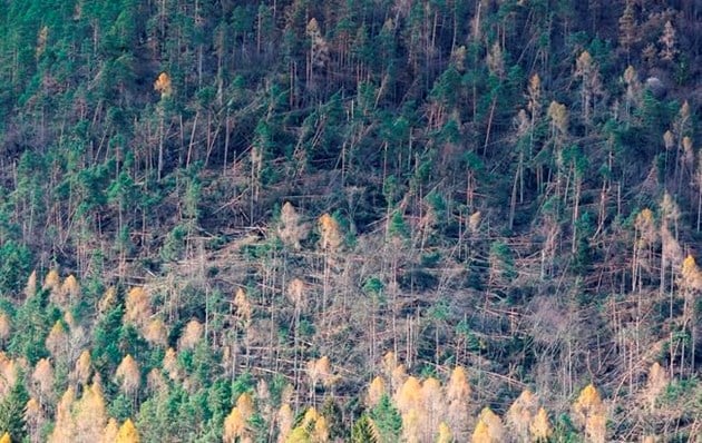 Millions of trees near Alpine valleys were uprooted