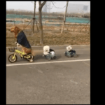 Meet The Dog That Can Ride Motorbike and a Tricycle