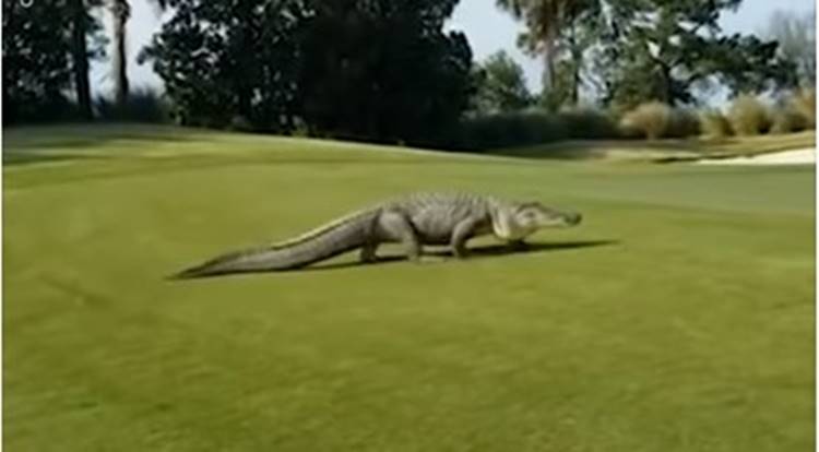 alligator stomp onto the green.