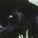 Woman Attacked by Jaguar Trying to Take Selfie At Arizona Zoo