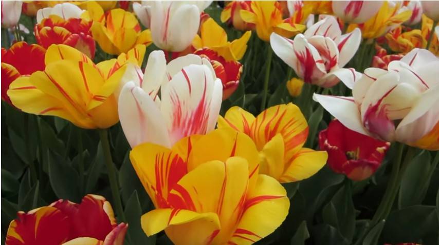 Tulip Festival 2019