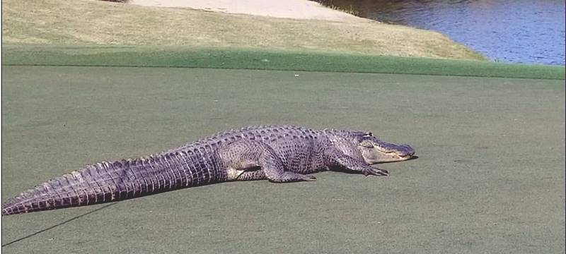 Monster Alligator taking a brief rest in the sun
