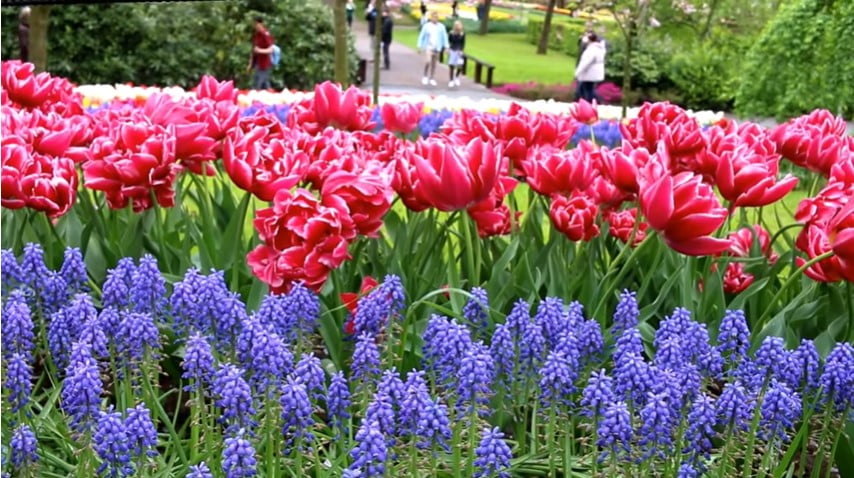 Millions of Tulips bloom in Spring