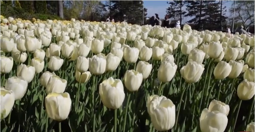 Tulip originated from Turkey,