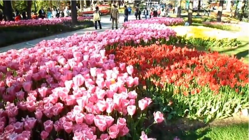 Tulip is one of the traditional symbols of Turkey,