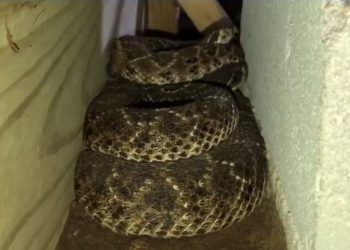 Texas Man Finds 45 Snakes Underneath His Home