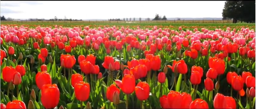 Tulips Mark the Beginning of Spring