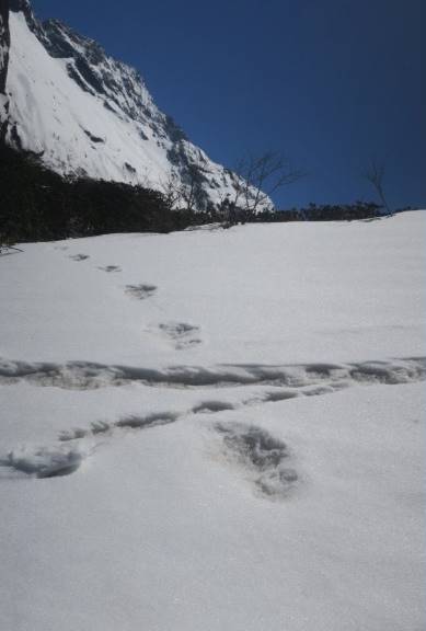  Yeti footprints shared by Indian Army