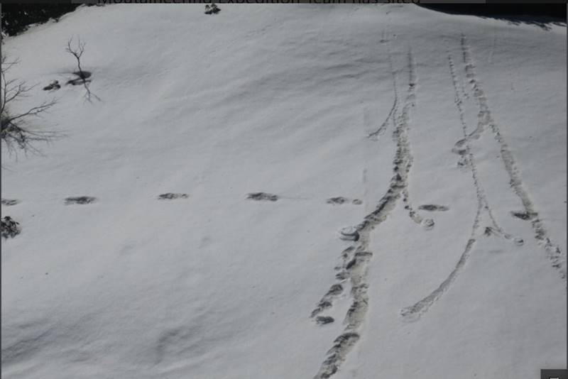 Images of Yeti footprints shared by Indian Army