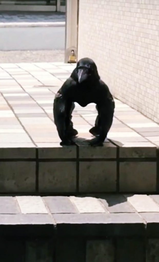 Gorilla Crow